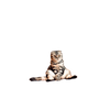 Catmere Tarrat
